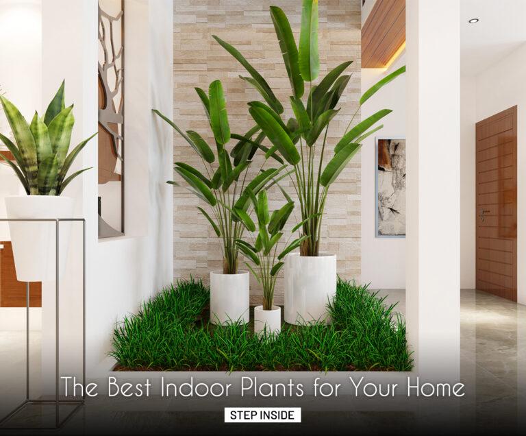 The Best Indoor Plants for Your Home